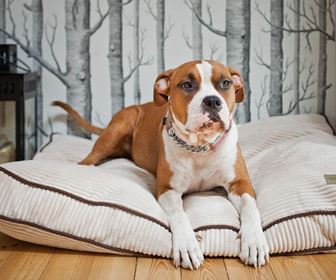 Accessori per cane