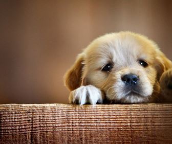Addestrare il cane