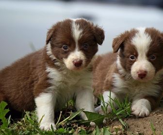 Border collie