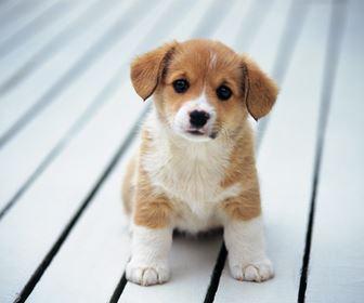 Cucciolo di cane