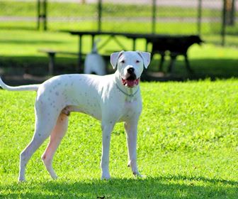 Dogo argentino