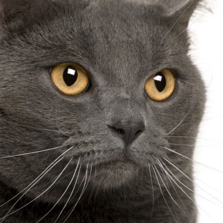 Gatto Certosino