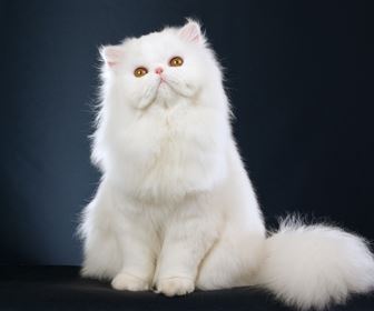 Gatto persiano