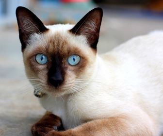 Gatto siamese