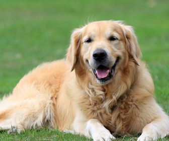 Golden retriever