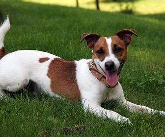 Jack Russel