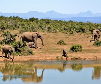 Safari